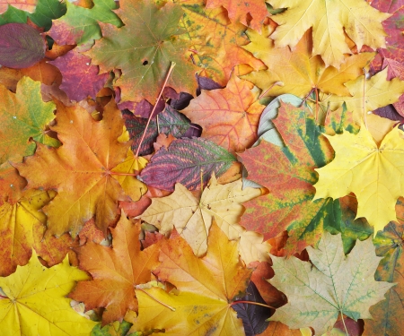 Autumn color leaf background