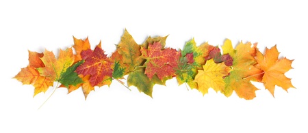 Autumn leaves isolated on white backgroundの写真素材