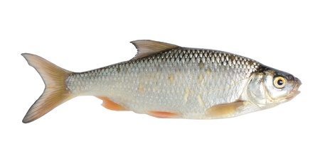 Fish isolated on white background