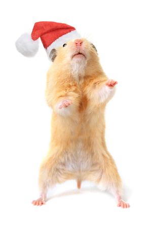 Hamster isolated on white backgroundの写真素材