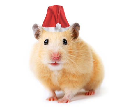 Christmas hamster isolated on white の写真素材
