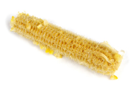 Fully eaten corn on the cob isolated on white backgroundの写真素材