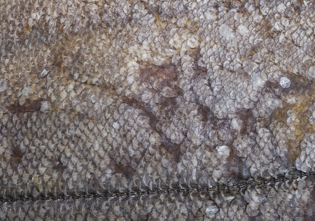 Dry fish isolated on white backgroundの写真素材