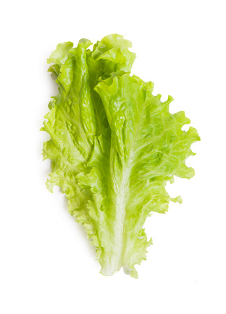 Fresh green lettuce leaf isolated on white backgroundの写真素材