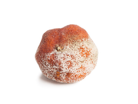 Rotten orange isolated on white backgroundの写真素材
