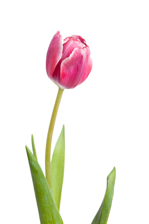 Tulip isolated on white backgroundの写真素材