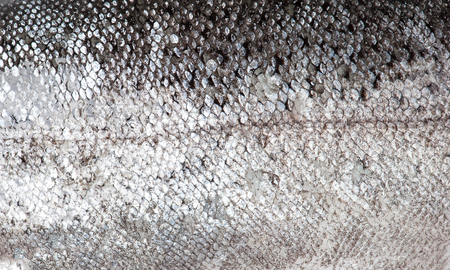 Trout fish scale textureの写真素材