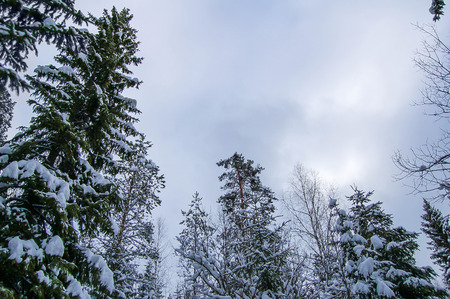 Winter sky and trees wuth snowの写真素材