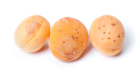 Rotten apricots with mold isolated on white backgroundの写真素材
