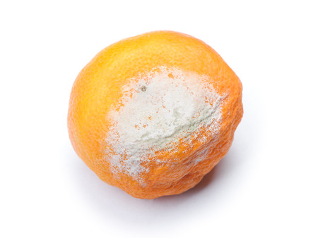Mouldy rotten mandarin isolated on white backgroundの写真素材