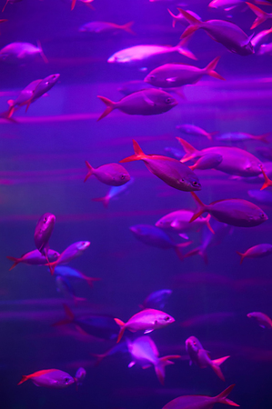 Many fish in the pink aquariumの写真素材