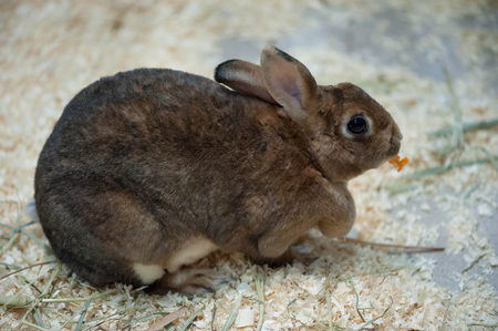 Little baby rabbit on sawdust eating vegetableの写真素材