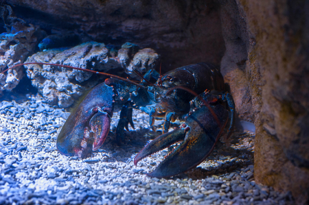 Big lobster under water on a rocky bottomの写真素材