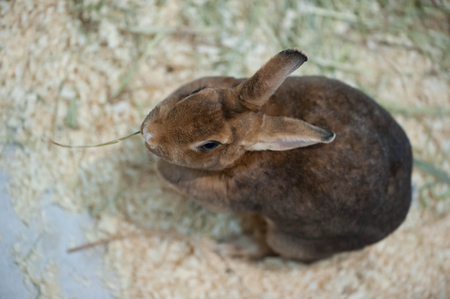 Little baby rabbit on sawdust eating vegetableの写真素材
