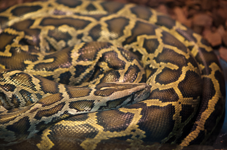 Python snake curled up in a ring and sleep