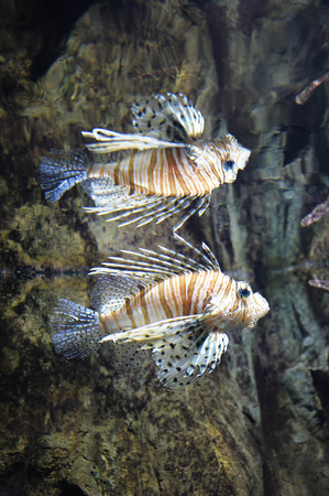 Common lionfish (Pterois volitans) swimming in water, reflection in top of waves. Fish is a tropical species with a painful venomの写真素材