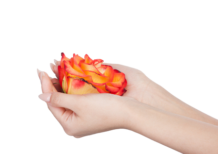 Rose bud in female hand isolated on whiteの写真素材