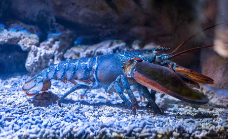 Big lobster under water on a rocky bottomの写真素材