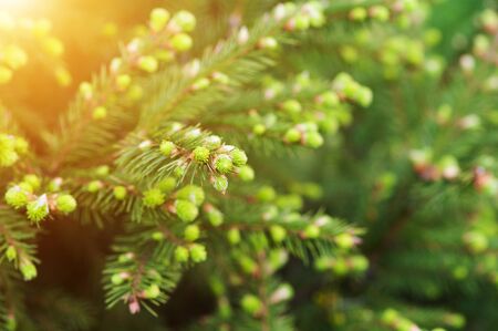 Young spruce tree with small cones