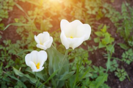 Group of beautiful white tulips blooming in the garden close-upの写真素材
