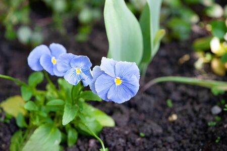 Blue pansies. Beautiful flowers blue violet pansies close up