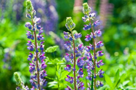 The Lupinus flowers in the sunny parkの写真素材