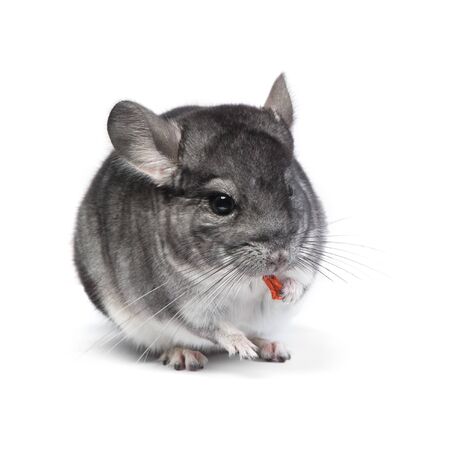 Cute grey Chinchilla in studio isolated on white backgroundの写真素材