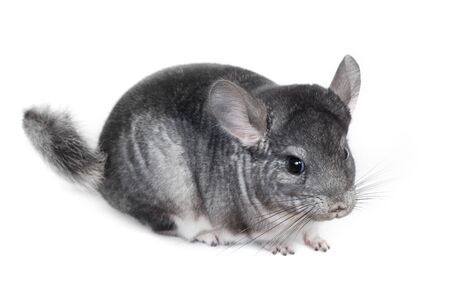 Funny pretty grey chinchilla isolated on white backgroundの写真素材