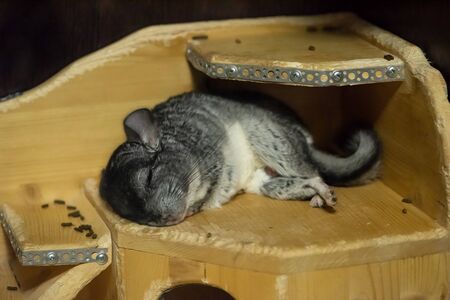Chinchilla sleeping on the wooden houseの写真素材