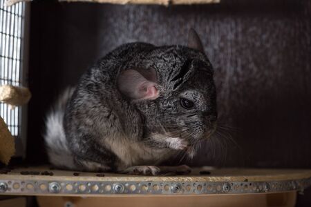 Grey chinchilla eating in captivityの写真素材