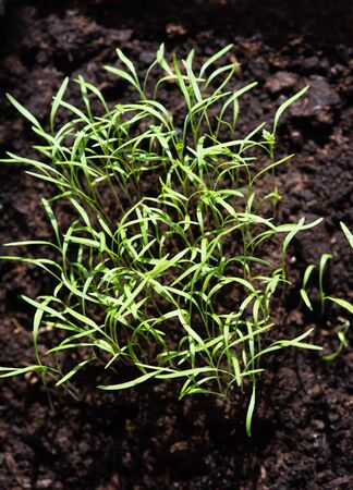 Fresh green spring grass sprouts on the groundの写真素材