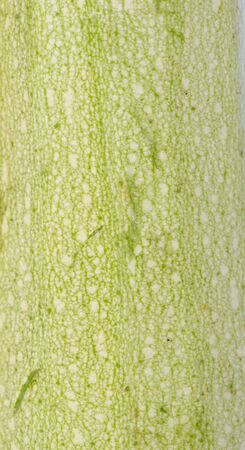 Macro shot, texture of green vegetable marrow or or zucchiniの写真素材