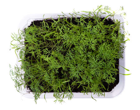 Transparent box with dill seedlings isolated over white background