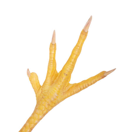 Fresh raw chicken feet or foot chicken paw isolated on white backgroundの写真素材