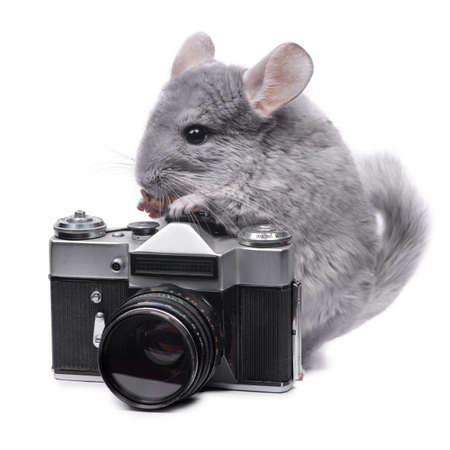 Small funny chinchilla near vintage photo camera isolated over white backgroundの写真素材