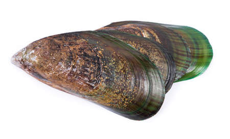 Group of empty opened mussel shells isolated on white backgroundの写真素材