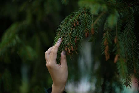 Female hand touch branch of fir tree close-upの写真素材