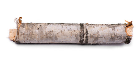 Trunk or branch of a birch isolated over white backgroundの写真素材