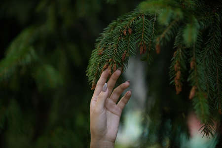 Female hand touch branch of fir tree close-upの写真素材