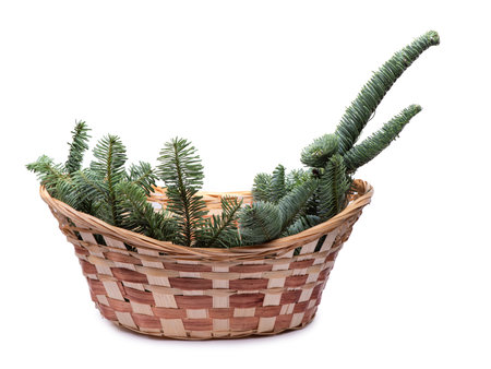 Fresh spruce tree branches in wicker basket on a white backgroundの写真素材