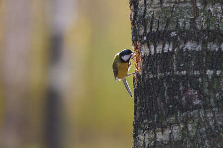 Titmouse sits on a tree trunk of birchの写真素材
