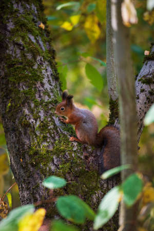 Red squirrel sitting on the treeの写真素材