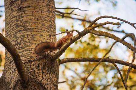 Squirrel sitting on branch of treeの写真素材