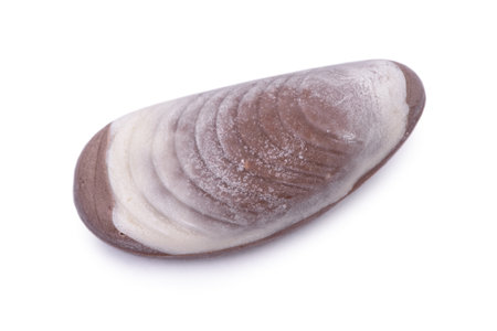 One seashell chocolate bar isolated on white background