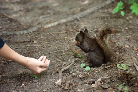 Feed the animals, black squirrel with nut near female handの写真素材