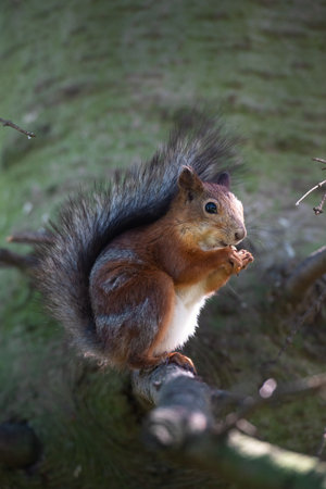 Squirrel with nut on the treeの写真素材