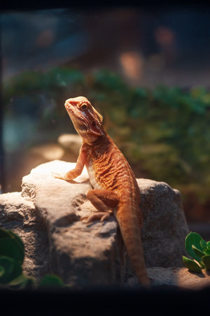 Lizard in a terrarium with beautiful lightingの写真素材