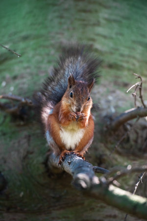 Squirrel with nut on the tree, front viewの写真素材