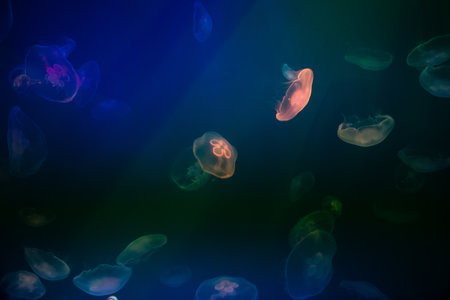 Group of jellyfish in an aquarium with beautiful lighting