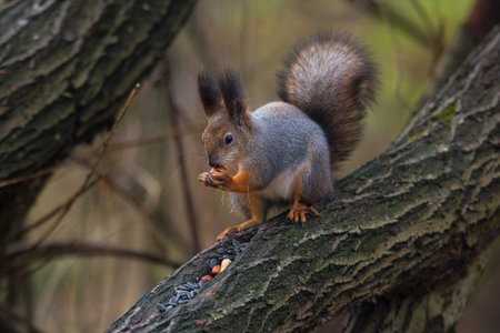 Squirrel feeding at branch of tree in the parkの写真素材